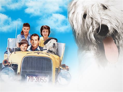 The Shaggy Dog - a hilarious canine transformation adventure starring Fred MacMurray!